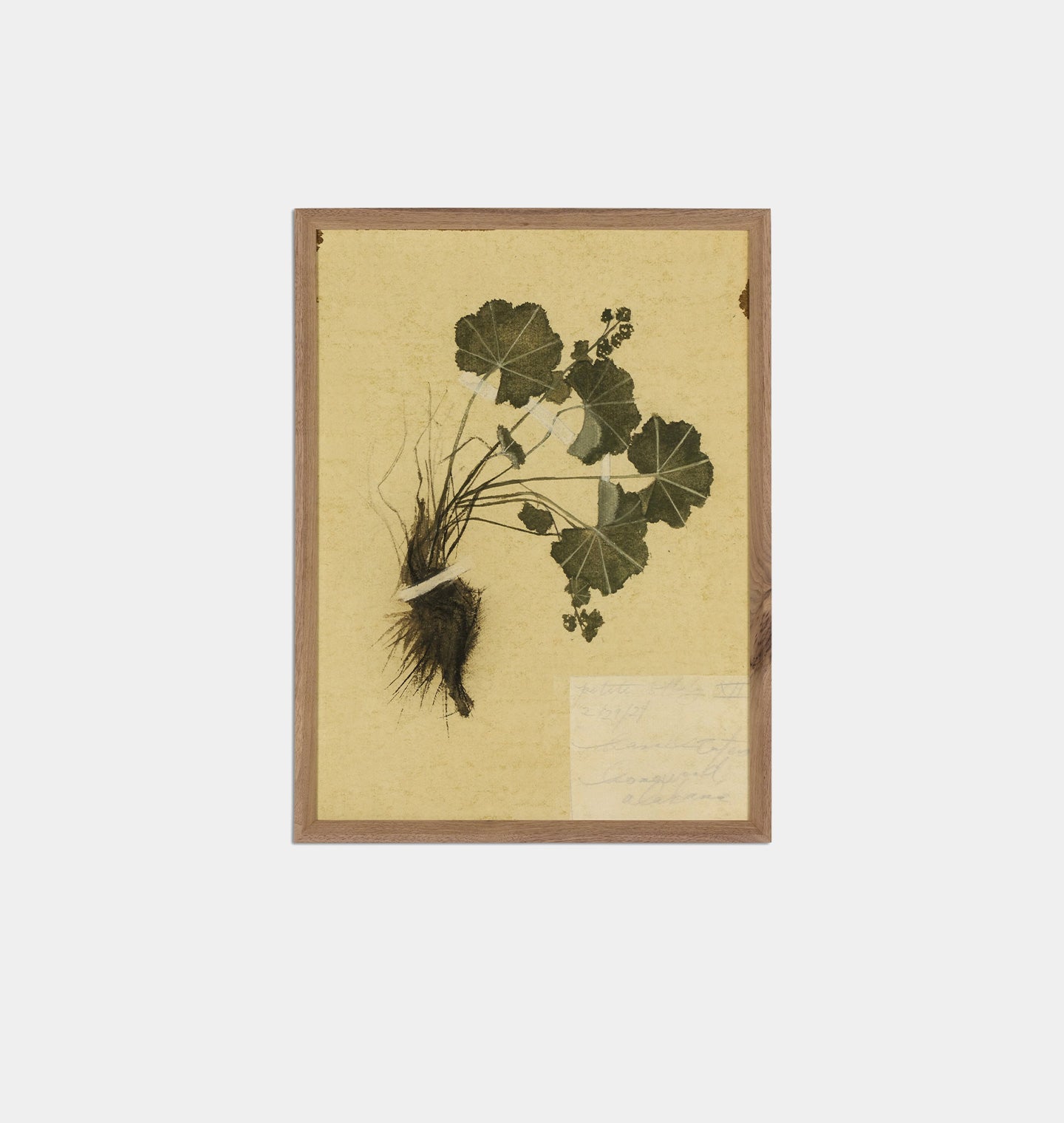 Amber Interiors - Petite Study No. VII by Hannah Winters Framed Print
