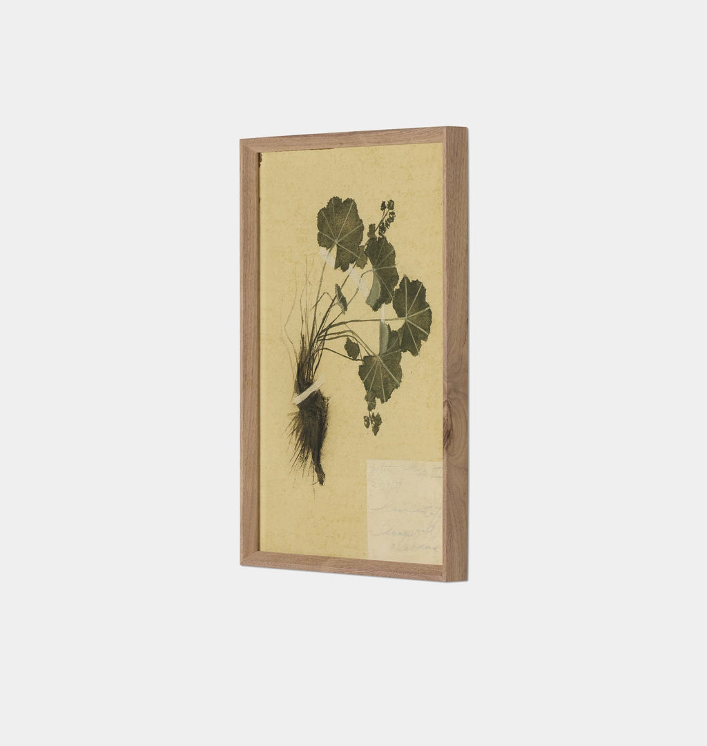 Amber Interiors - Petite Study No. VII by Hannah Winters Framed Print