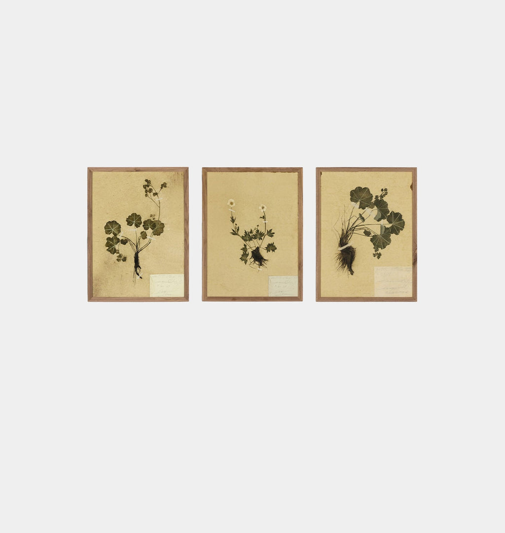 Amber Interiors - Petite Study Triptych by Hannah Winters Framed Print