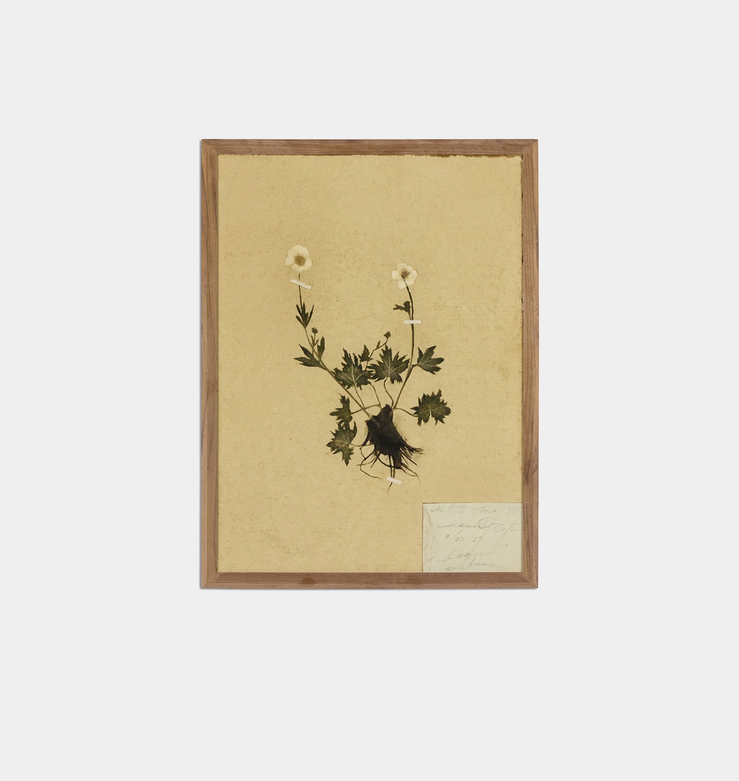 Amber Interiors - Petite Study Triptych by Hannah Winters Framed Print