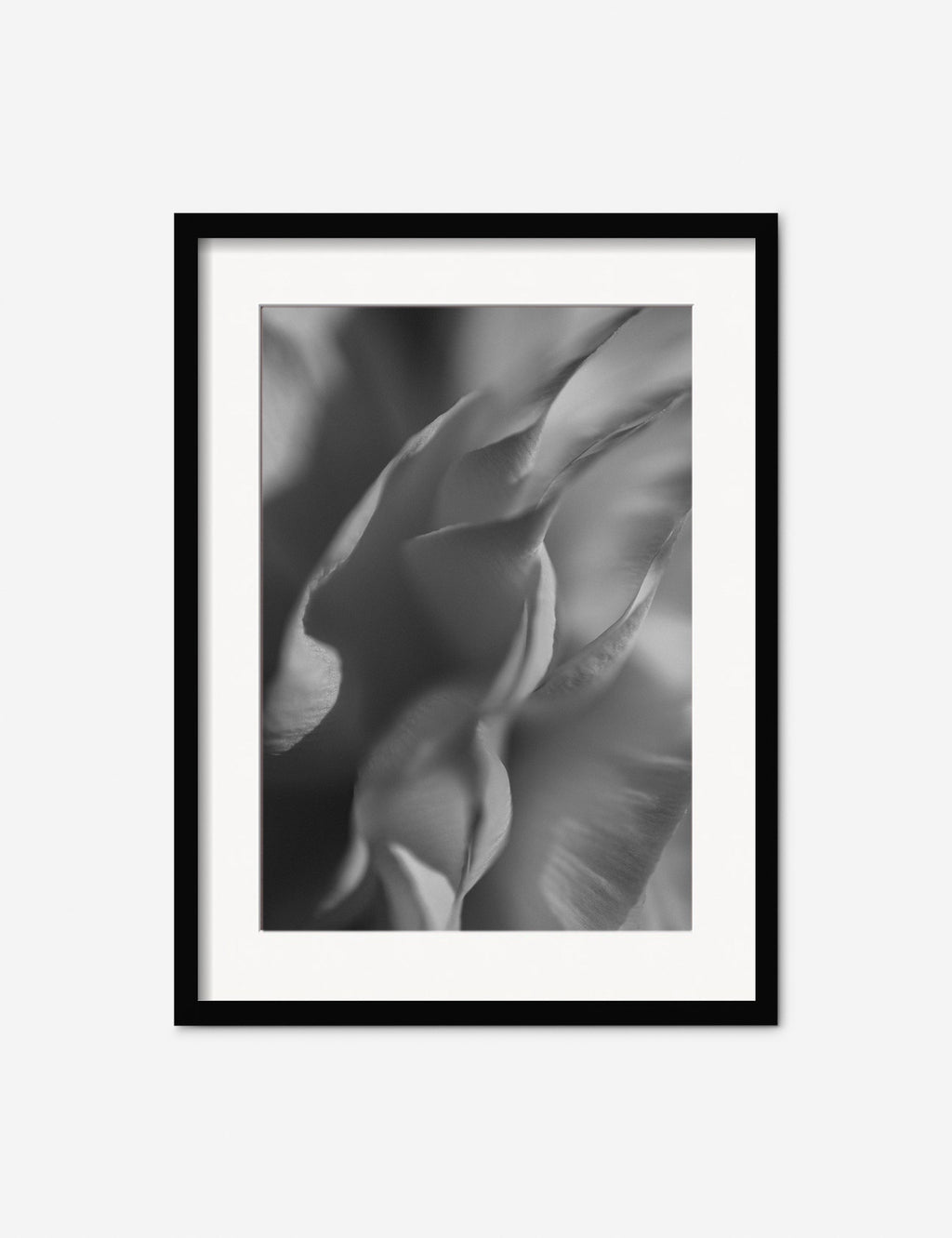 Lulu and Georgia - Ranunculus 2 Photography Print by Carley Rudd