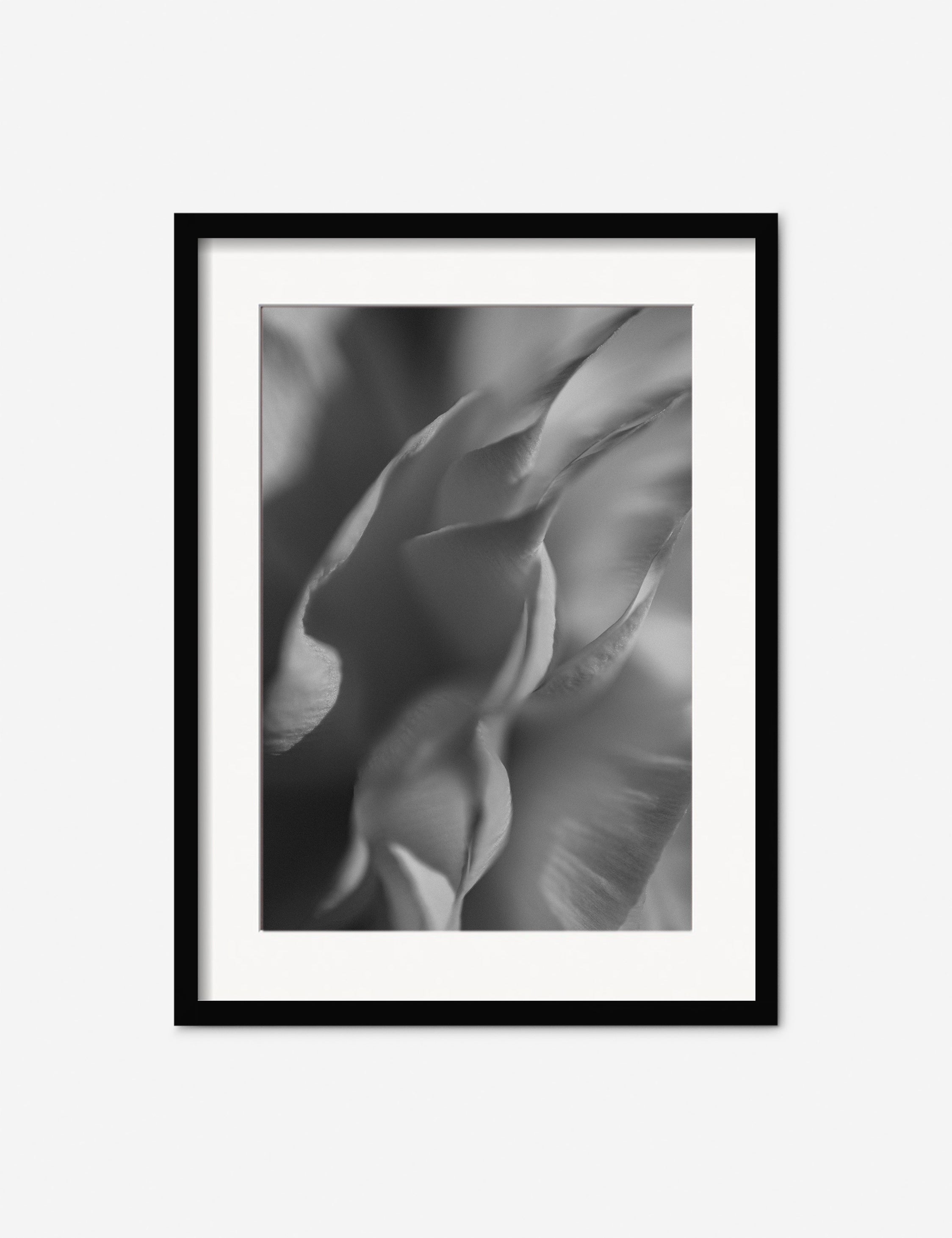 Lulu and Georgia - Ranunculus 2 Photography Print by Carley Rudd