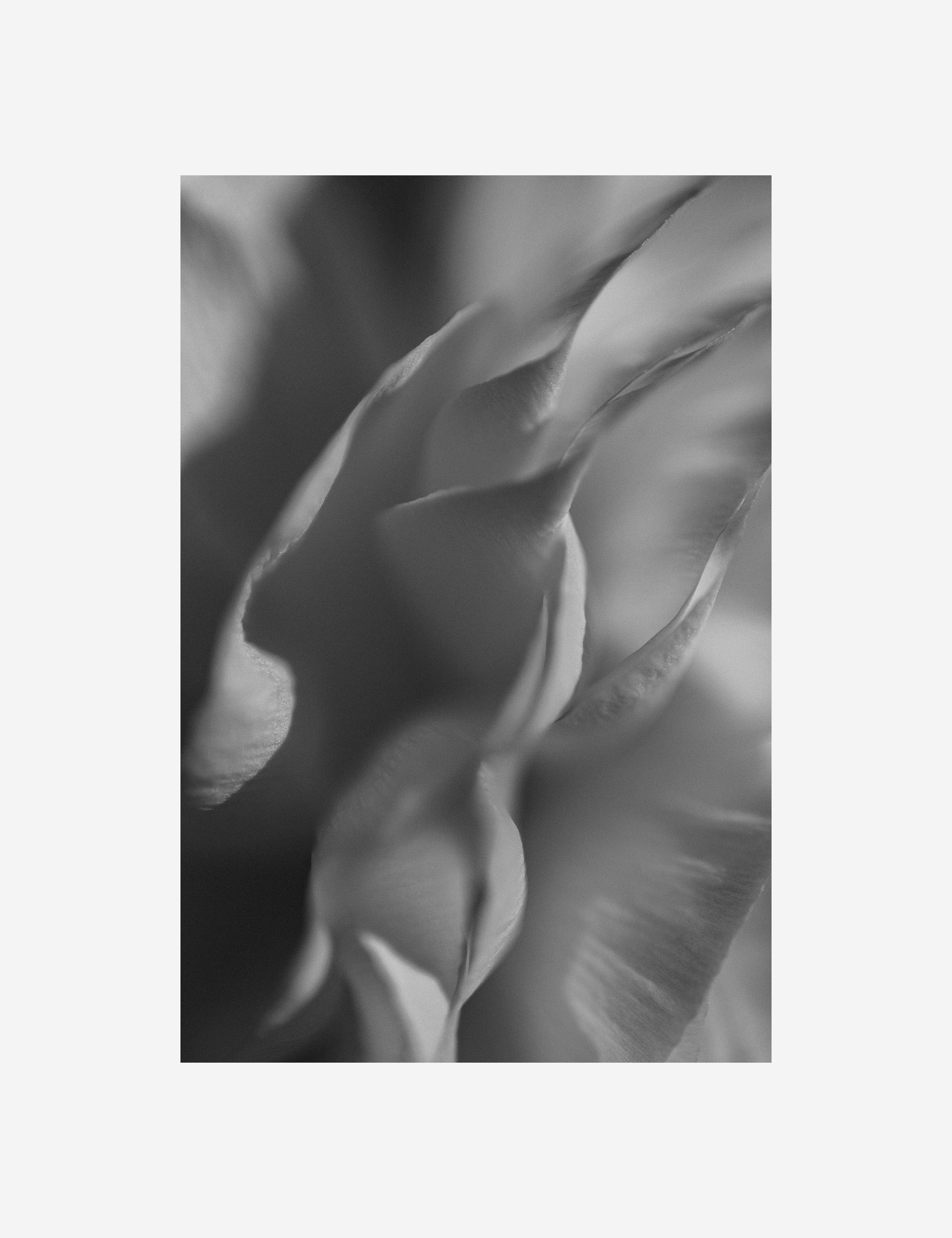 Lulu and Georgia - Ranunculus 2 Photography Print by Carley Rudd