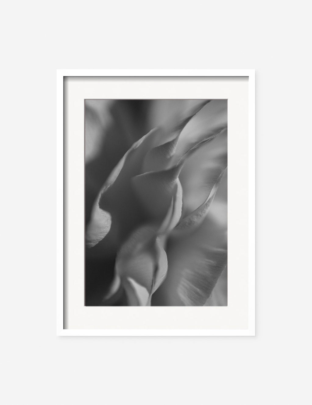 Lulu and Georgia - Ranunculus 2 Photography Print by Carley Rudd