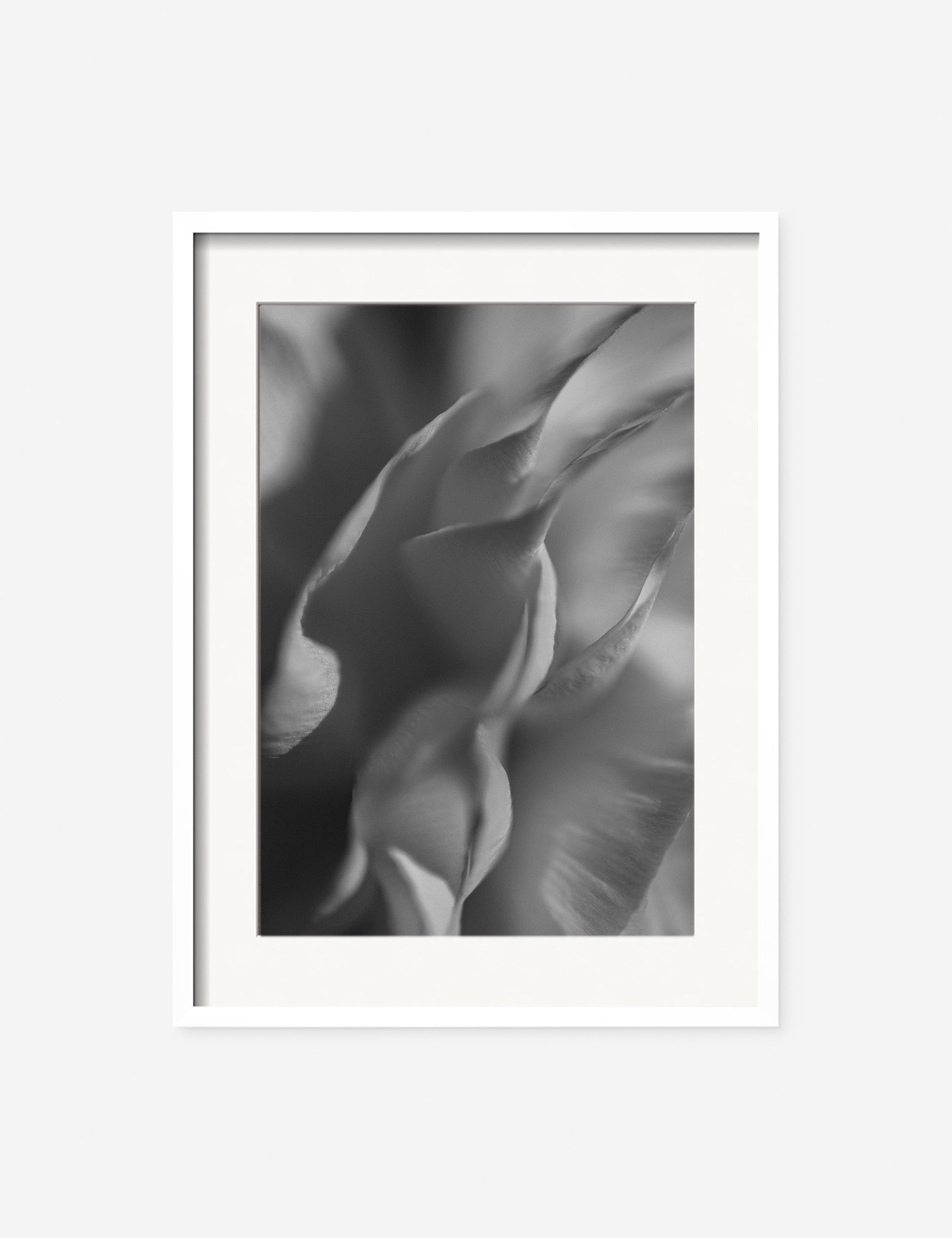 Lulu and Georgia - Ranunculus 2 Photography Print by Carley Rudd