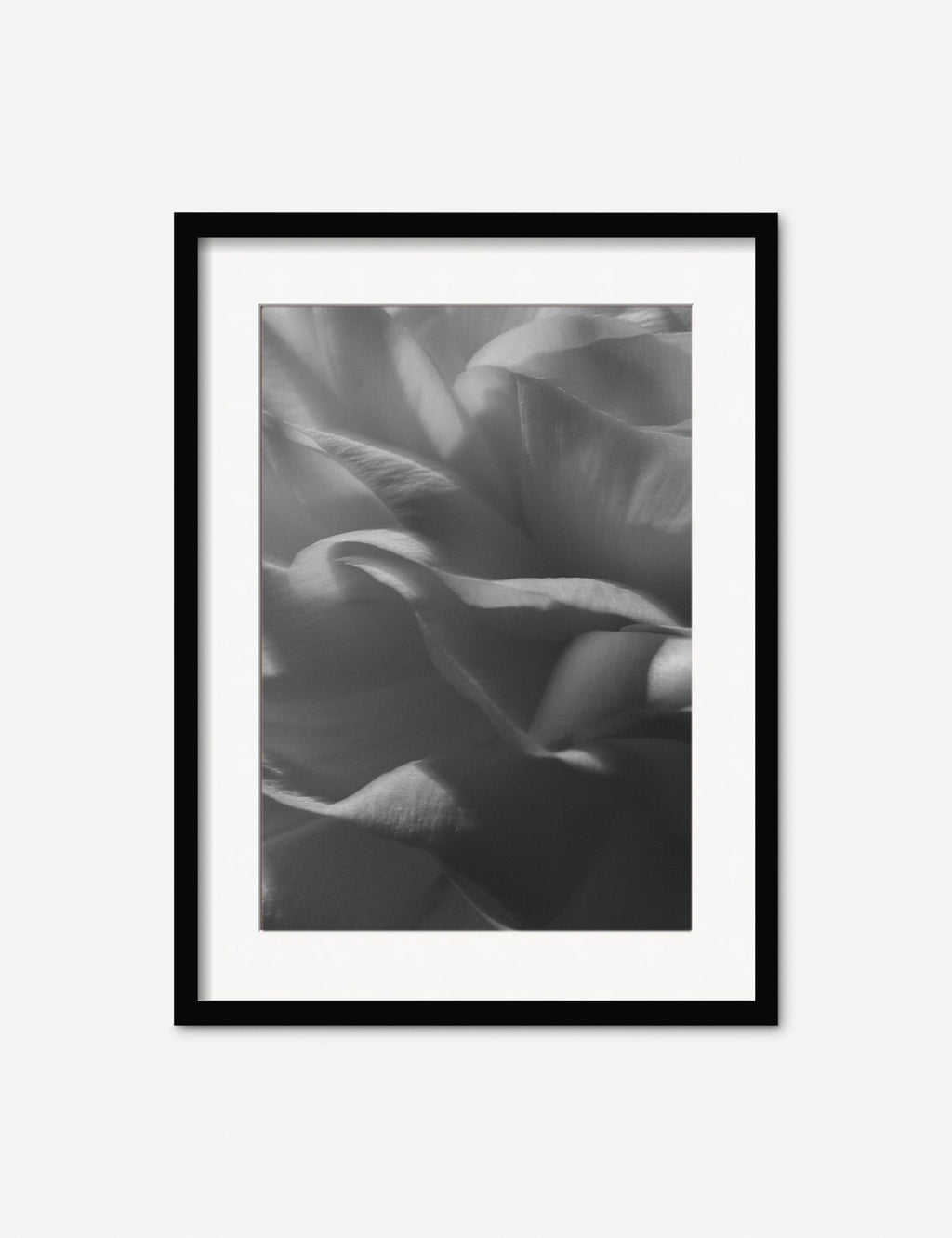 Lulu and Georgia - Ranunculus 3 Photography Print by Carley Rudd