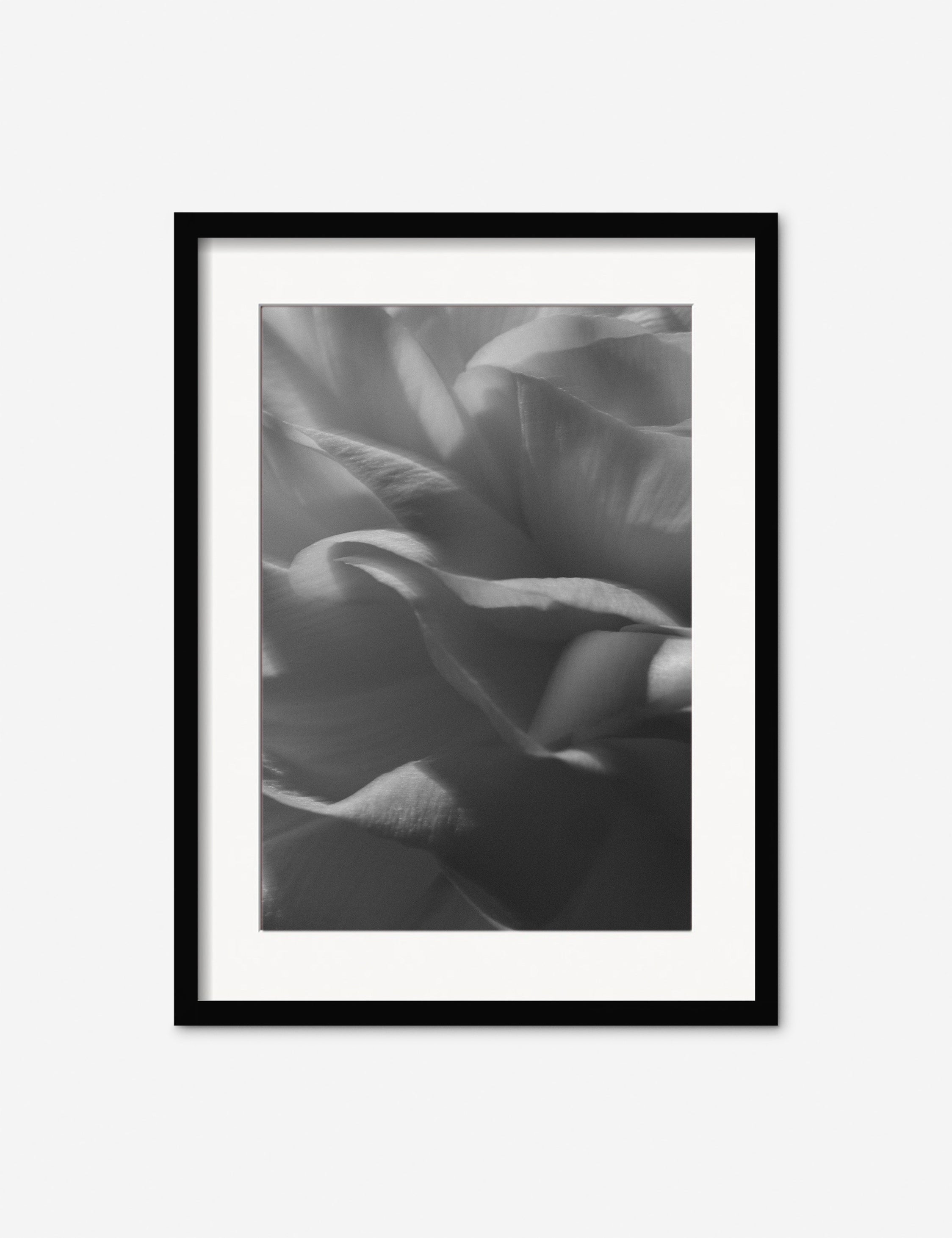 Lulu and Georgia - Ranunculus 3 Photography Print by Carley Rudd