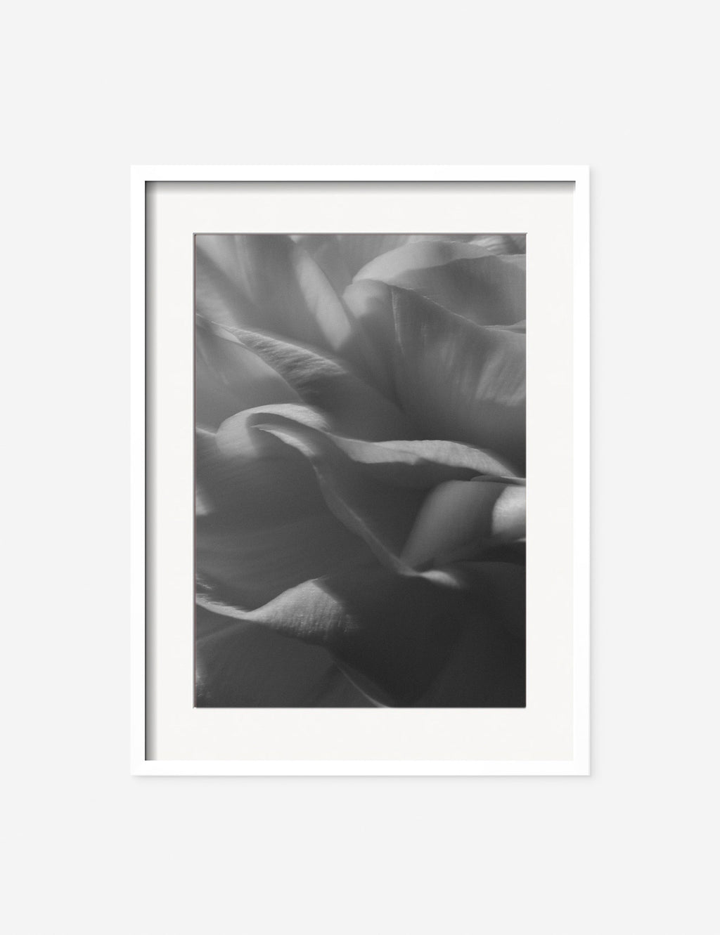 Lulu and Georgia - Ranunculus 3 Photography Print by Carley Rudd