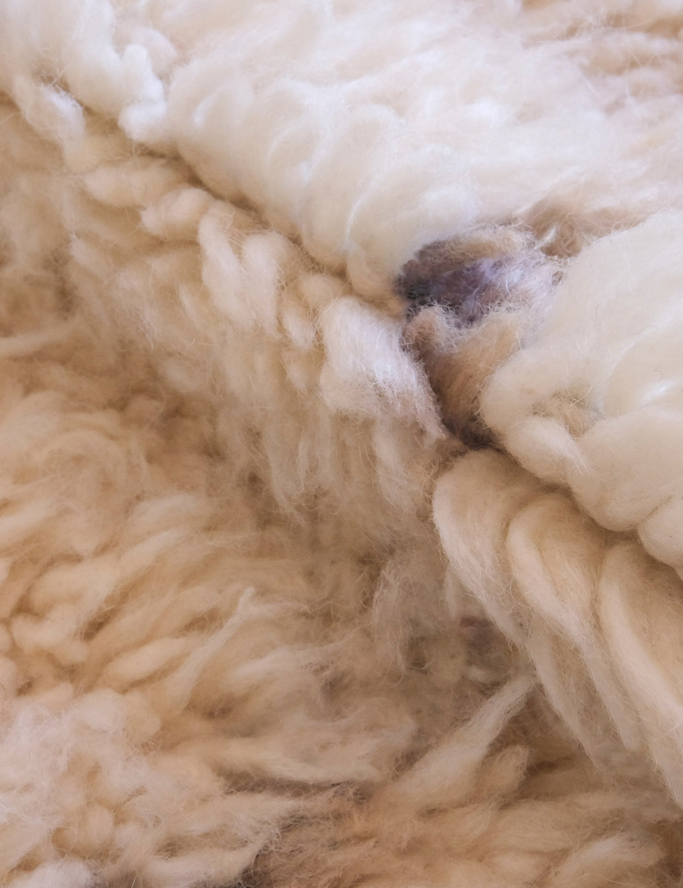 Lulu and Georgia - Vintage Moroccan Hand-Knotted Wool Rug No. 53, 6'11 x 11'11"