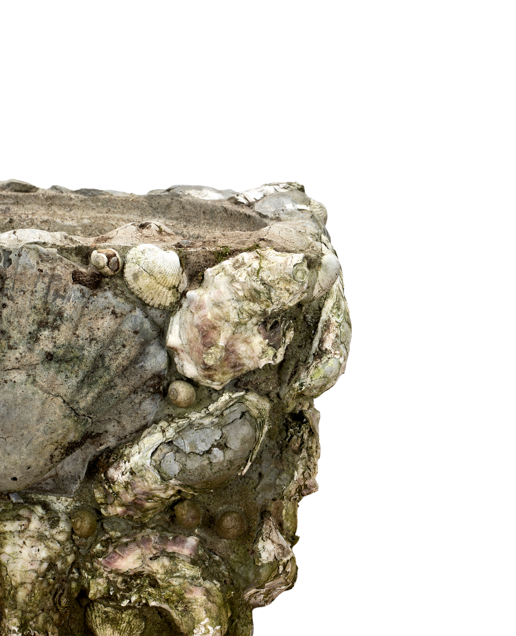 Olive Ateliers - Shell Planters