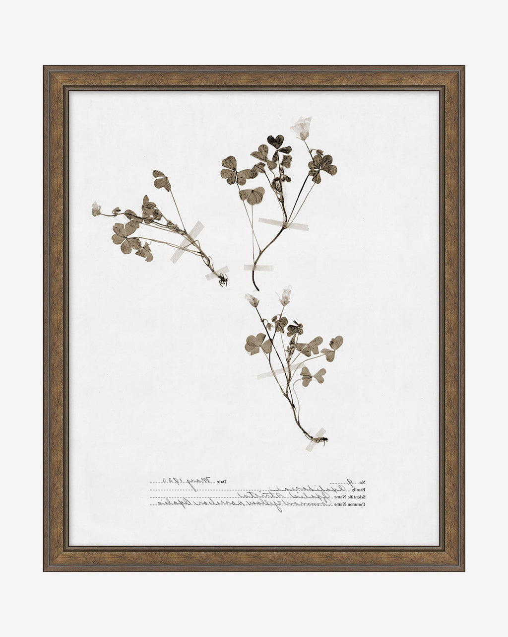 McGee & Co - Subdued Botanicals I