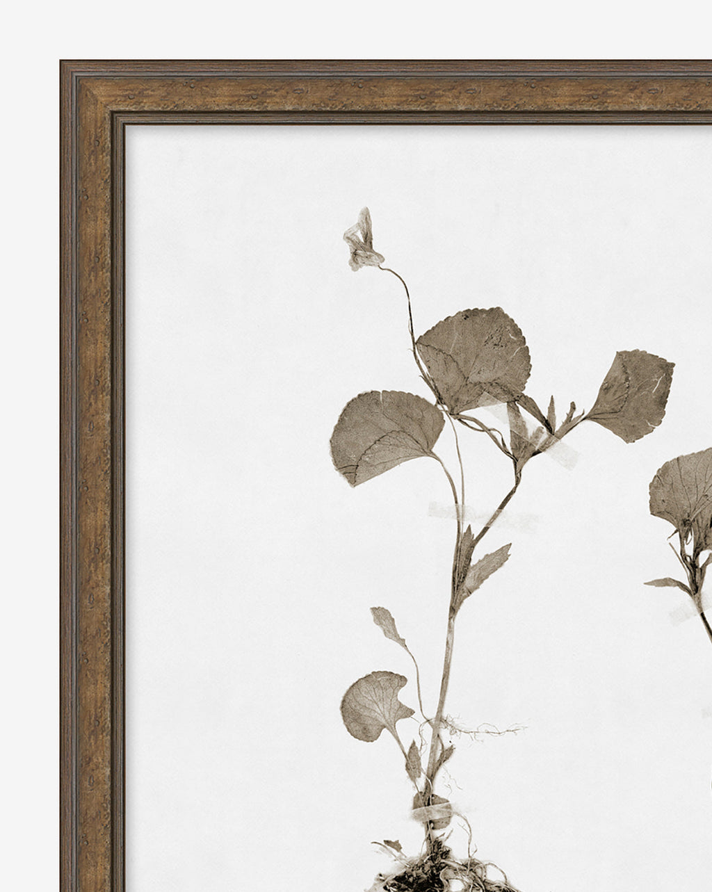 McGee & Co - Subdued Botanicals II
