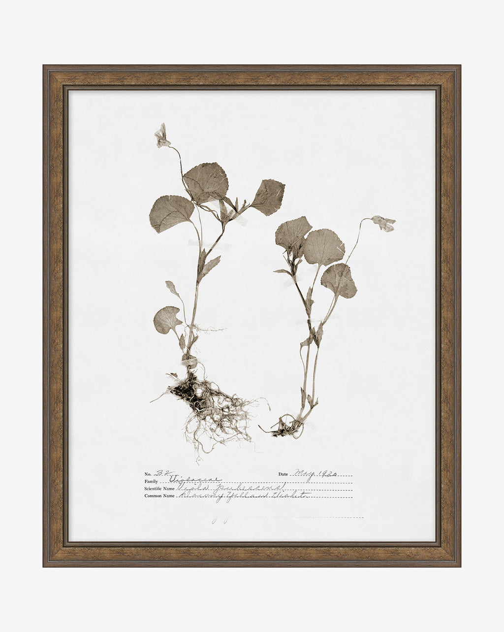 McGee & Co - Subdued Botanicals II