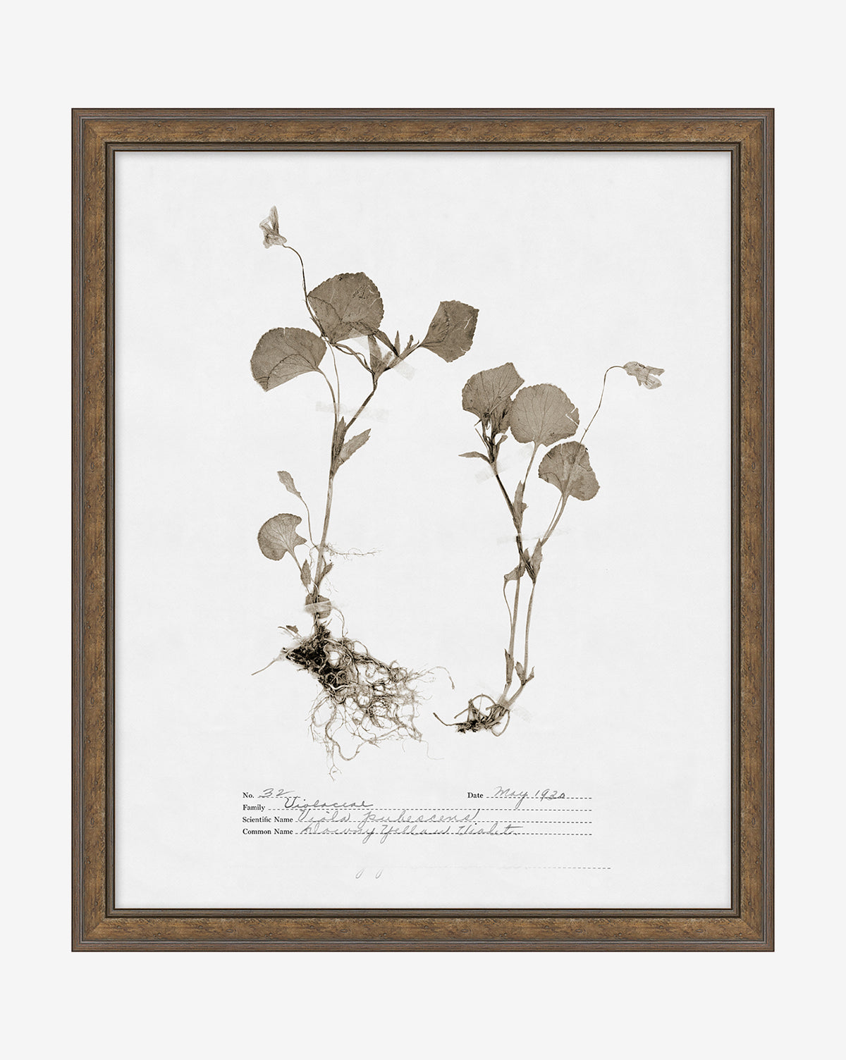 McGee & Co - Subdued Botanicals II
