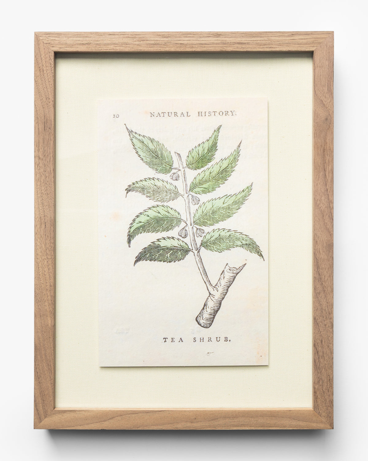 McGee & Co - Tea Shrub