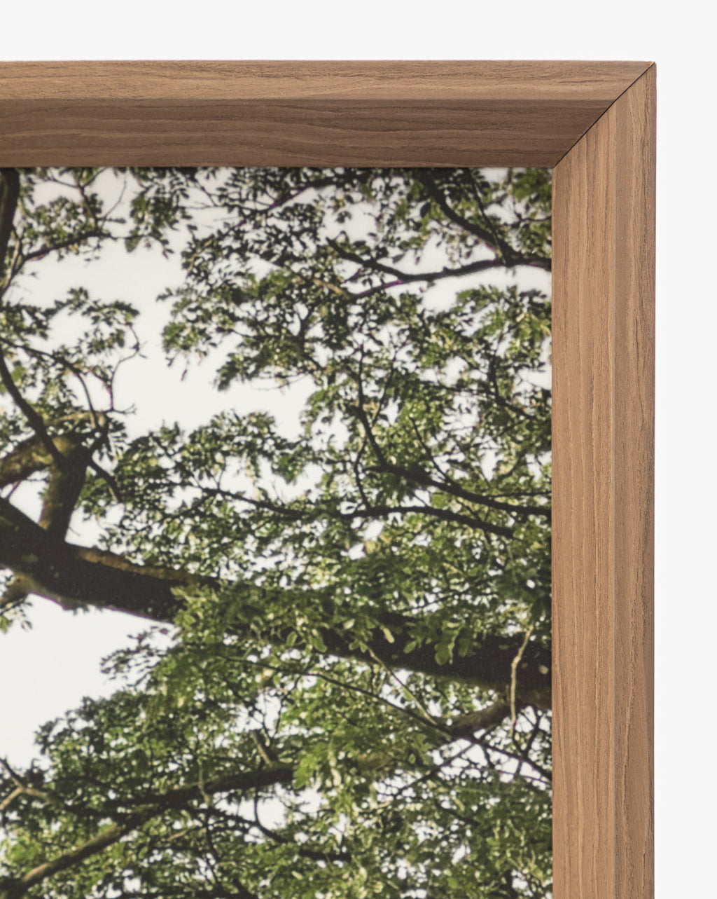 McGee & Co - Treetops