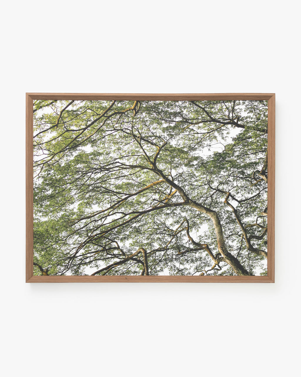 McGee & Co - Treetops