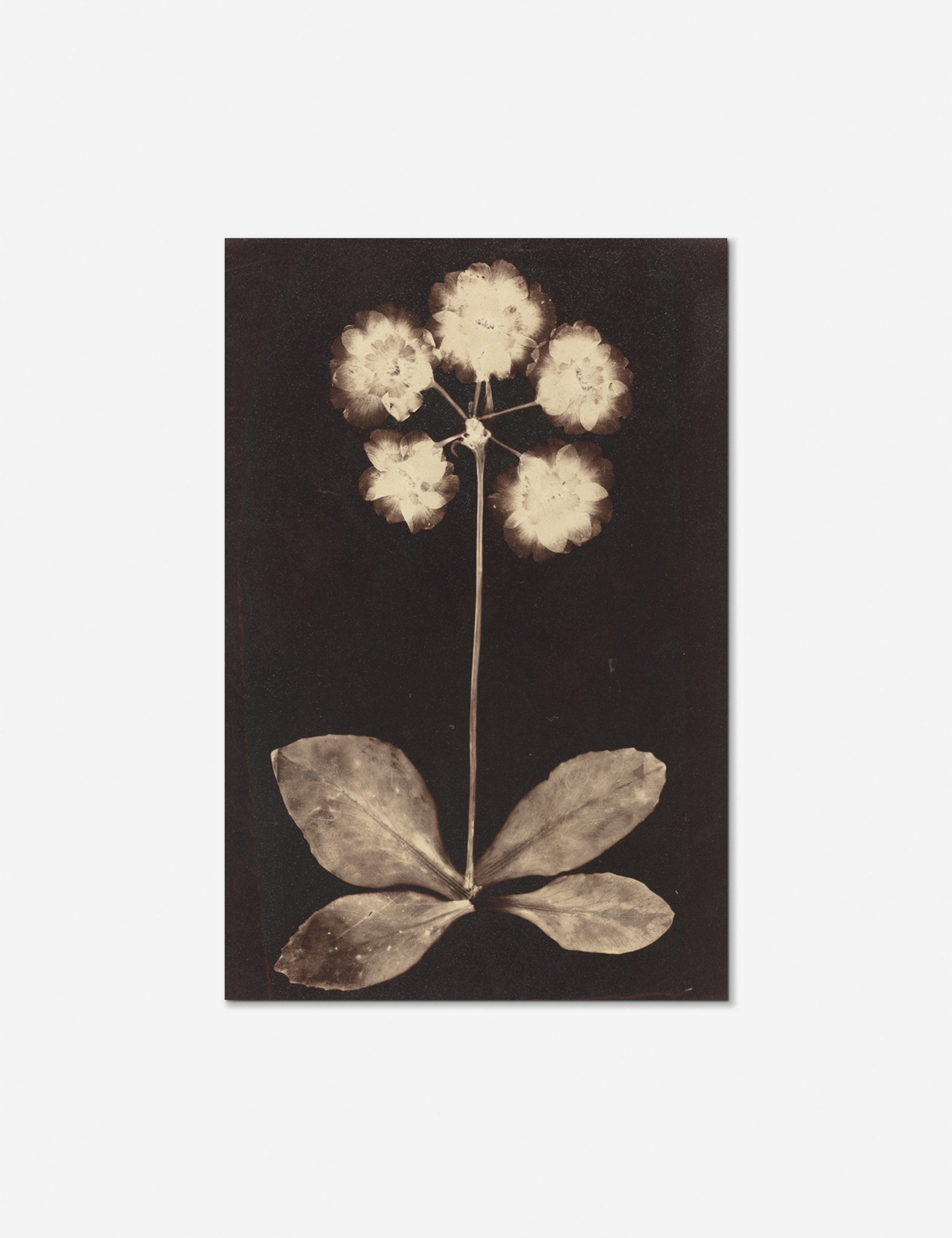Lulu and Georgia - Botanical Photogram Print