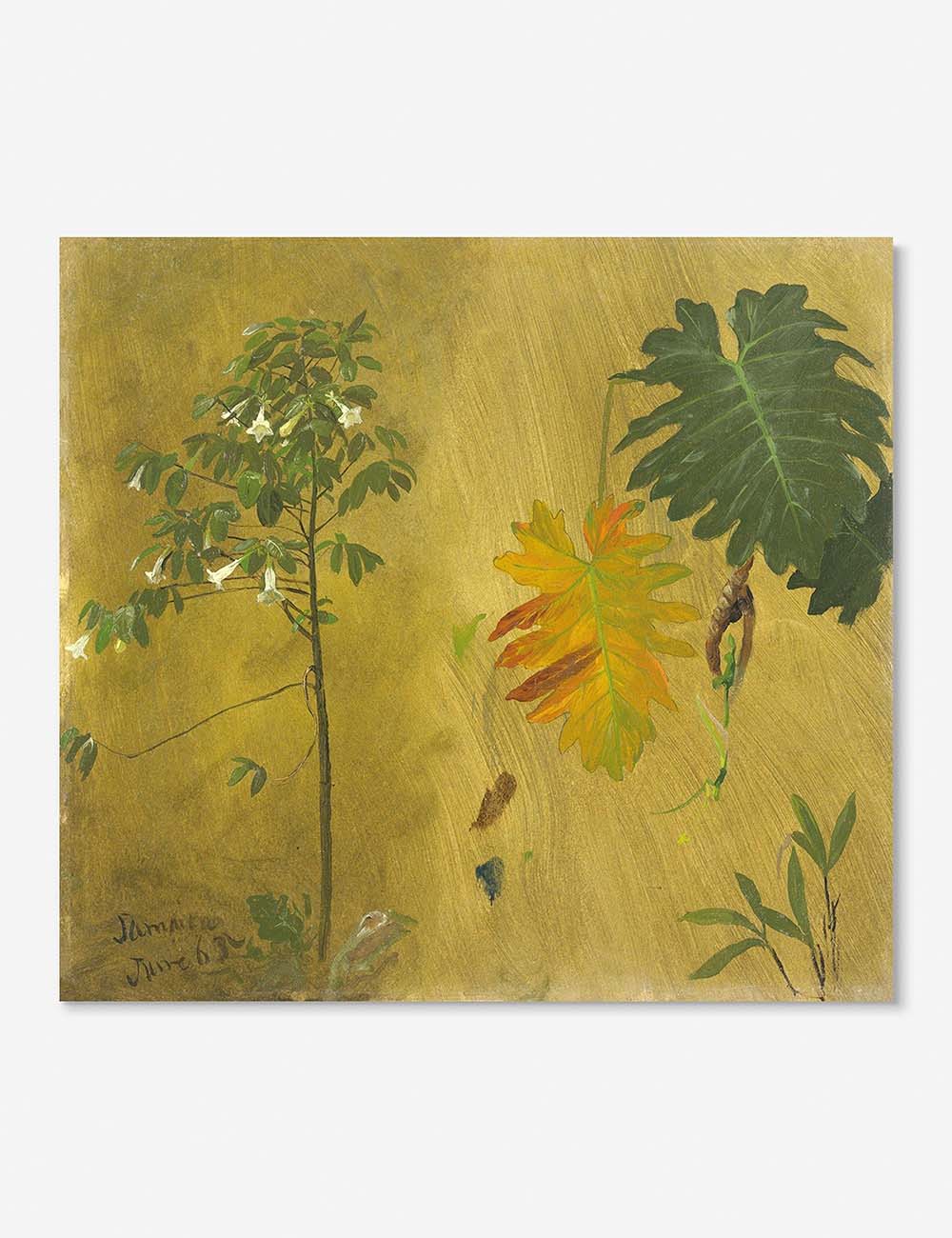 Lulu and Georgia - Botanical Study, Jamaica Print by Frederic Edwin Church