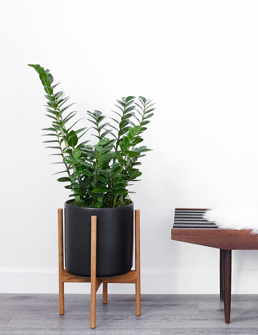 Lulu and Georgia - Ceramic Planter Pot + Teak Stand by LBE Design