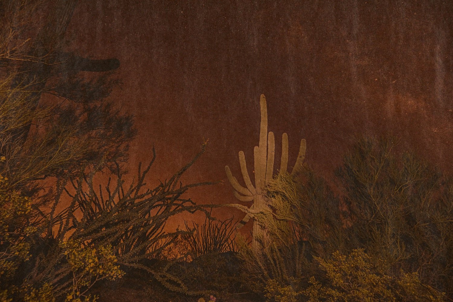 Nicky Kehoe - Calliope Hummingbird Song, Saguaro National Park Arizona