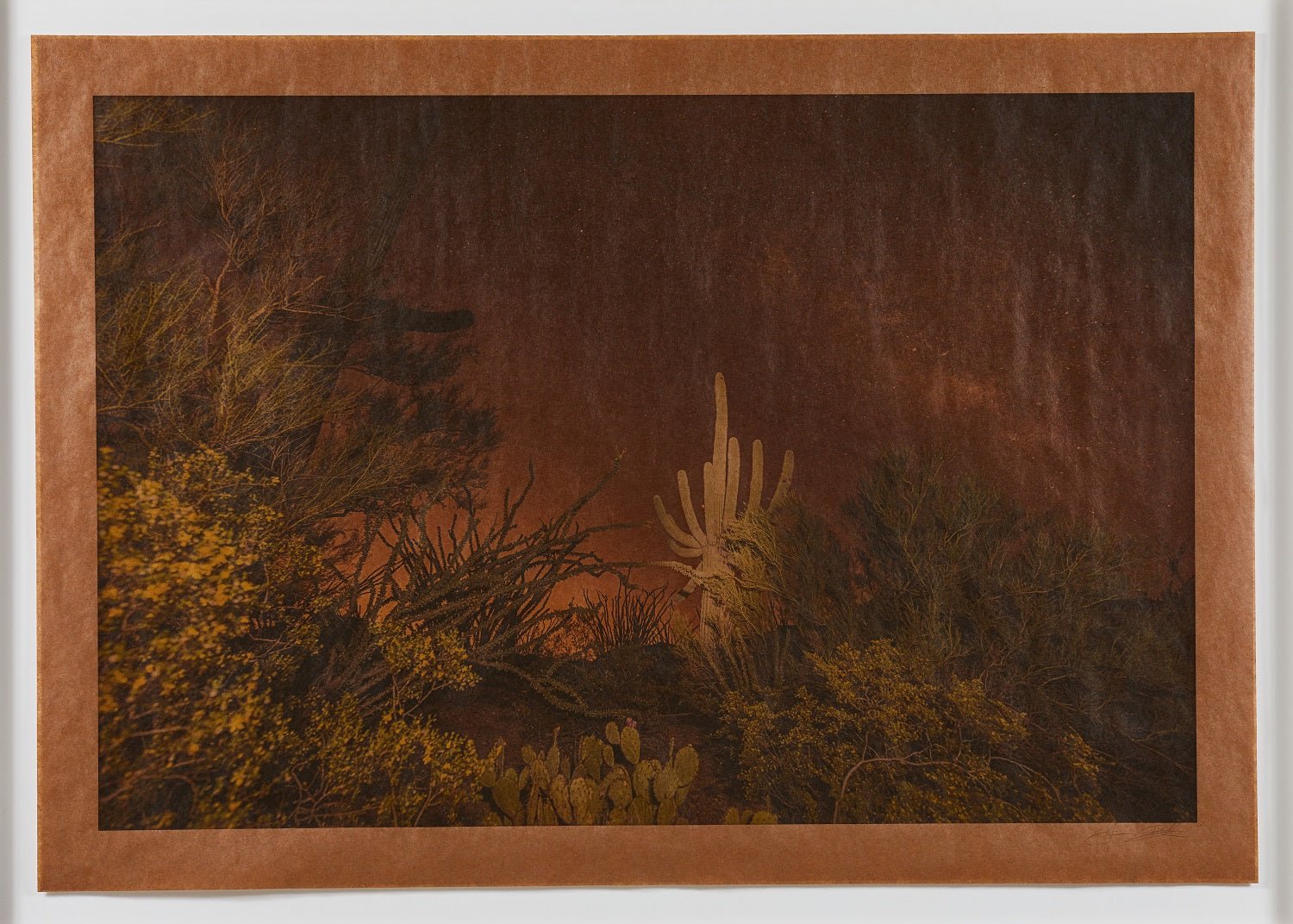 Nicky Kehoe - Calliope Hummingbird Song, Saguaro National Park Arizona