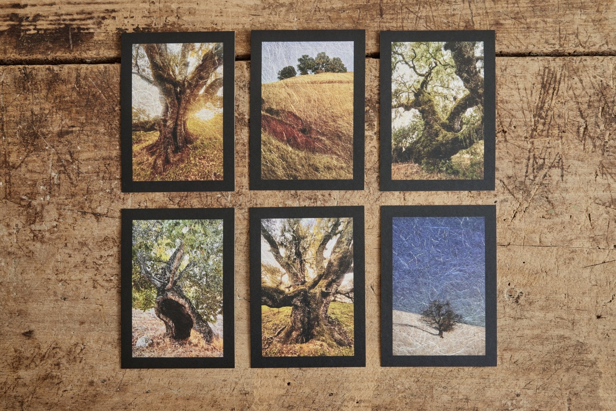 Nicky Kehoe - Oak Tree Altar Cards